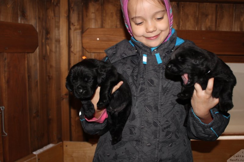 Фото: Елена Зурахова, ньюфаундленд Калина Красная из Антаграда