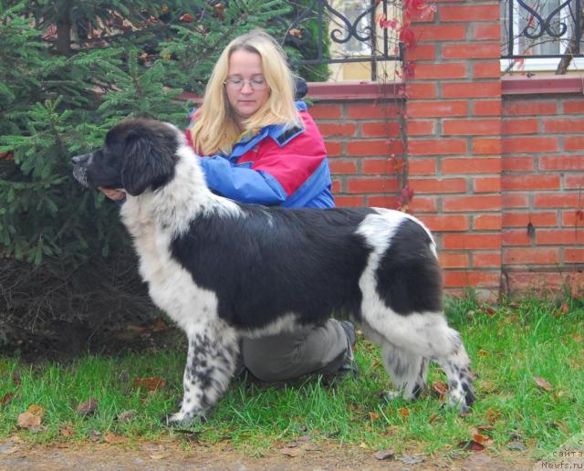 Фото: ньюфаундленд Сент Джонс Пеппи Длинный Чулок (Sent Djons Peppi Dlinny Chulok)