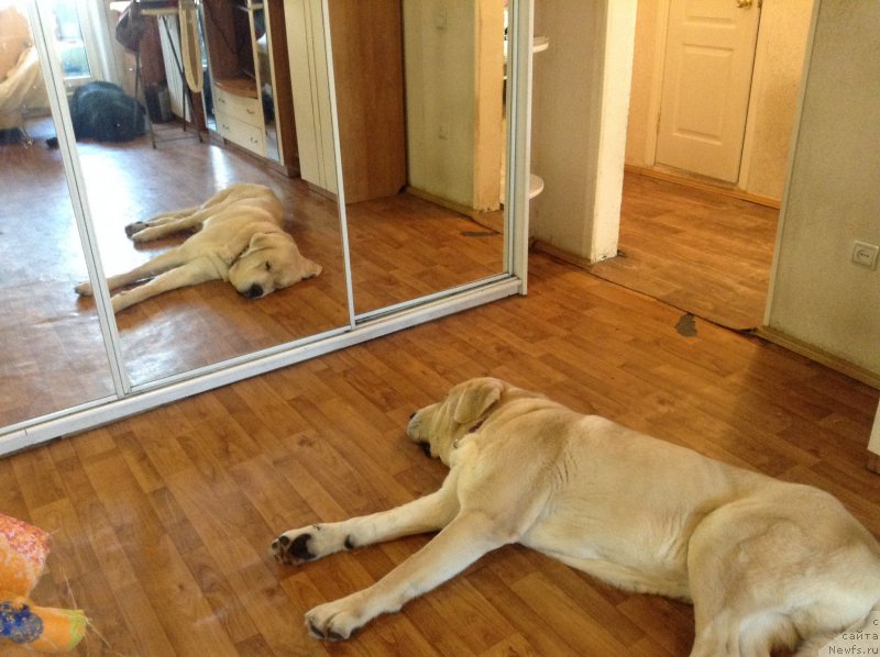 Фото: Франко (мастиф)