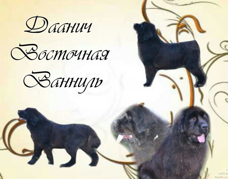 Фото: ньюфаундленд Даанич Восточная Ваниль (Daanich Vostochnaya Vanil)