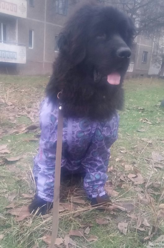 Фото: ньюфаундленд Ньюфорт Дивная Диана, ньюфаундленд Ньюфорт Дивная Диана