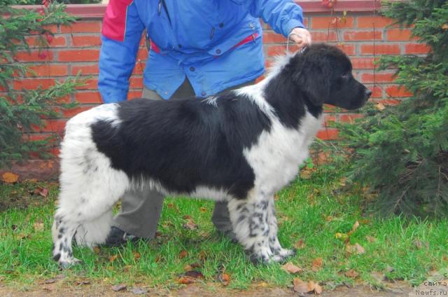 Фото: ньюфаундленд Сент Джонс Пеппи Длинный Чулок (Sent Djons Peppi Dlinny Chulok)
