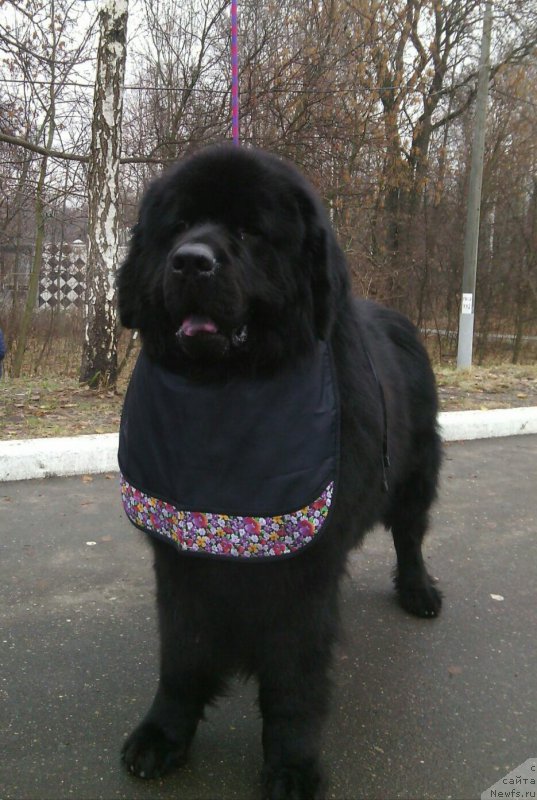 Фотография № 196373