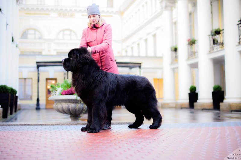 Фото: ньюфаундленд Смигар Ливерпульский Четвертак (Smigar Liverpulsiy Chetvertak)