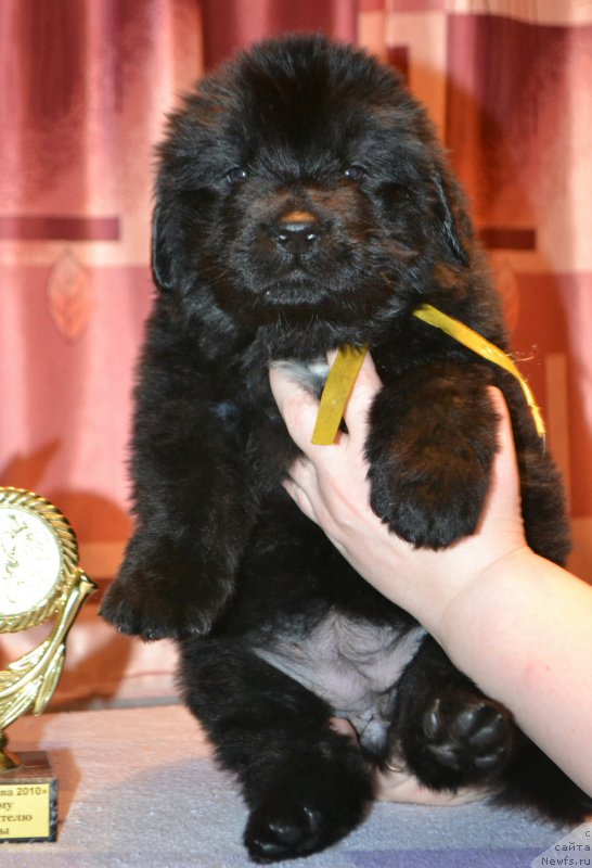 Фото: Дети, ньюфаундленд Акватория Келвин Шарлиз (Aquatoriya Kelvin Sharliz), ньюфаундленд Симбад Покоритель Морей