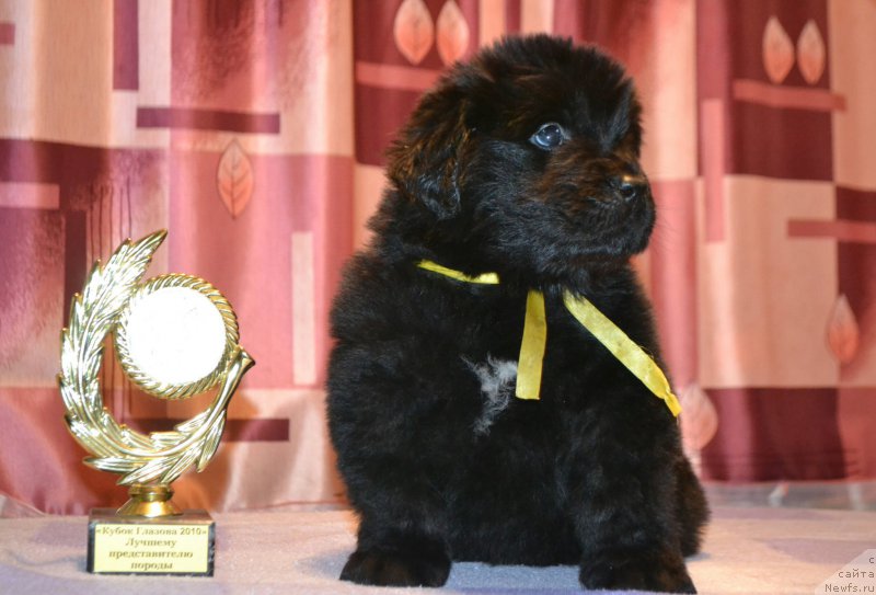 Фото: Дети, ньюфаундленд Акватория Келвин Шарлиз (Aquatoriya Kelvin Sharliz), ньюфаундленд Симбад Покоритель Морей