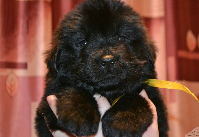 Фото: Дети, ньюфаундленд Акватория Келвин Шарлиз (Aquatoriya Kelvin Sharliz), ньюфаундленд Симбад Покоритель Морей