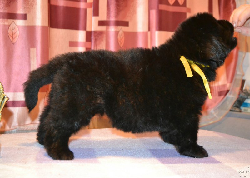 Фото: ньюфаундленд Акватория Келвин Шарлиз (Aquatoriya Kelvin Sharliz), ньюфаундленд Симбад Покоритель Морей