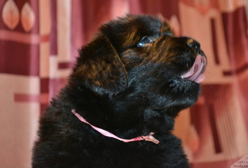 Фото: Дети, ньюфаундленд Акватория Келвин Шарлиз (Aquatoriya Kelvin Sharliz), ньюфаундленд Симбад Покоритель Морей