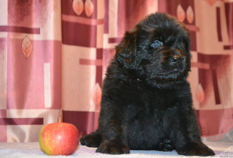 Фото: Дети, ньюфаундленд Симбад Покоритель Морей, ньюфаундленд Акватория Келвин Шарлиз (Aquatoriya Kelvin Sharliz)