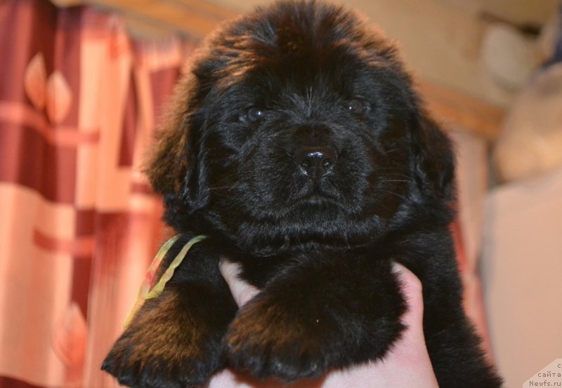 Фото: Дети, ньюфаундленд Акватория Келвин Шарлиз (Aquatoriya Kelvin Sharliz), ньюфаундленд Симбад Покоритель Морей