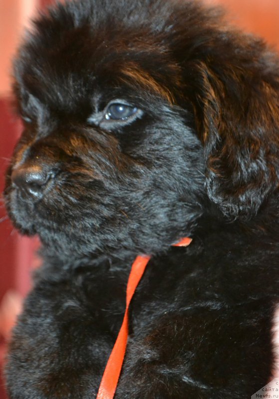 Фото: Дети, ньюфаундленд Акватория Келвин Шарлиз (Aquatoriya Kelvin Sharliz), ньюфаундленд Симбад Покоритель Морей