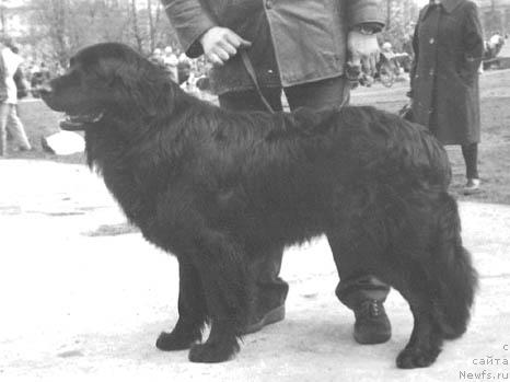 Фото: ньюфаундленд Зертис