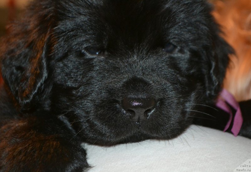 Фото: Дети, ньюфаундленд Акватория Келвин Шарлиз (Aquatoriya Kelvin Sharliz), ньюфаундленд Симбад Покоритель Морей