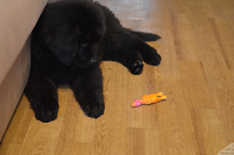 Фото: ньюфаундленд Черный Балу Захар