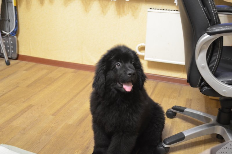 Фото: ньюфаундленд Черный Балу Захар