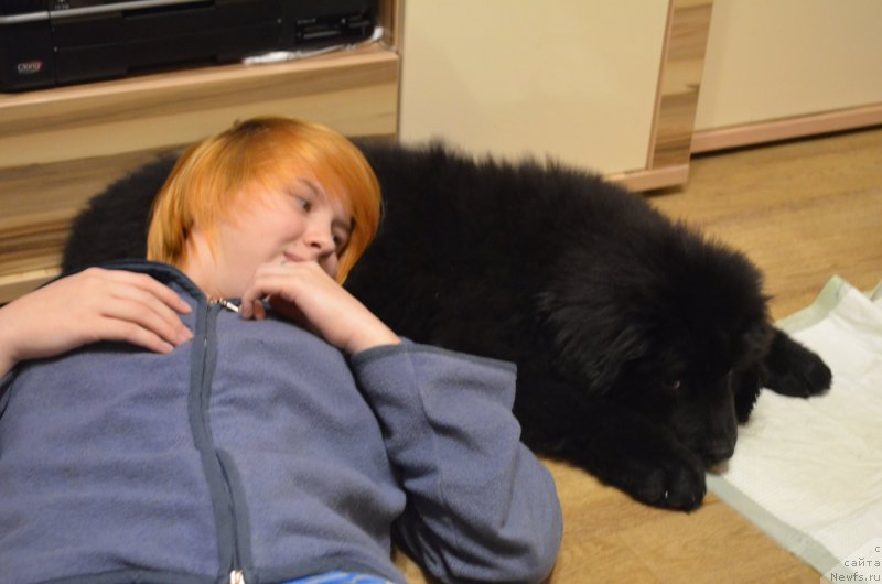 Фото: ньюфаундленд Черный Балу Захар