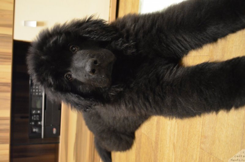Фото: ньюфаундленд Черный Балу Захар