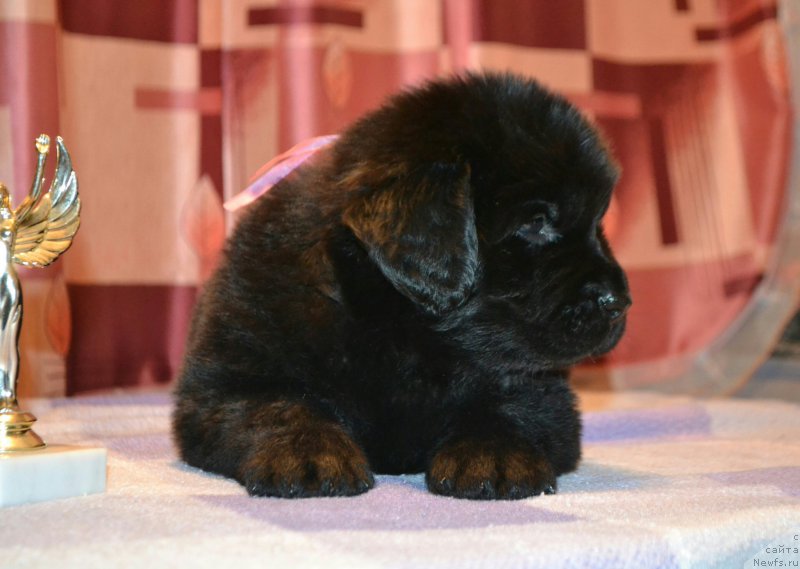 Фото: Дети, ньюфаундленд Акватория Келвин Шарлиз (Aquatoriya Kelvin Sharliz), ньюфаундленд Симбад Покоритель Морей