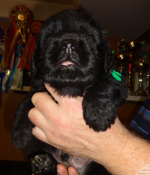 Фото: сын, ньюфаундленд Promise To Love Midnight Bear