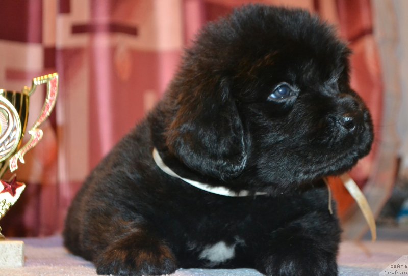 Фото: Дети, ньюфаундленд Акватория Келвин Шарлиз (Aquatoriya Kelvin Sharliz), ньюфаундленд Симбад Покоритель Морей