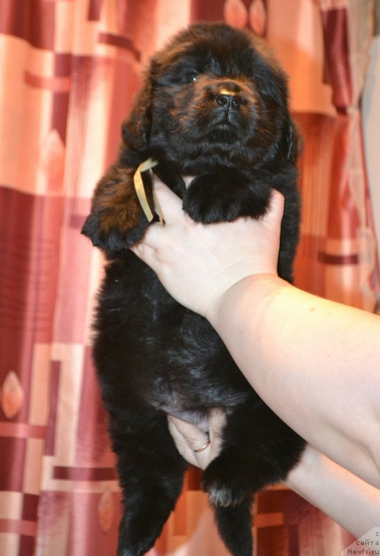 Фото: Дети, ньюфаундленд Акватория Келвин Шарлиз (Aquatoriya Kelvin Sharliz), ньюфаундленд Симбад Покоритель Морей