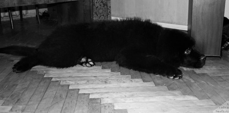 Фото: ньюфаундленд Черная Мафия Аттрактиве Повер (Chernaya Mafia Attractive Power)