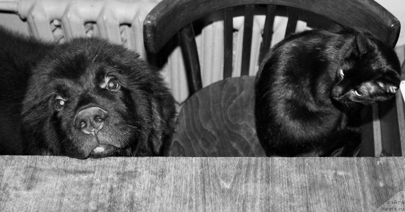 Фото: ньюфаундленд Черная Мафия Аттрактиве Повер (Chernaya Mafia Attractive Power)