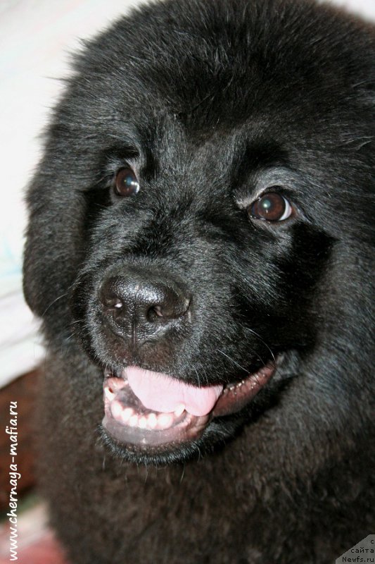 Фото: ньюфаундленд Черная Мафия Алл Ригхтс Ресервед (Chernaya Mafia Аll Rights Reserved)
