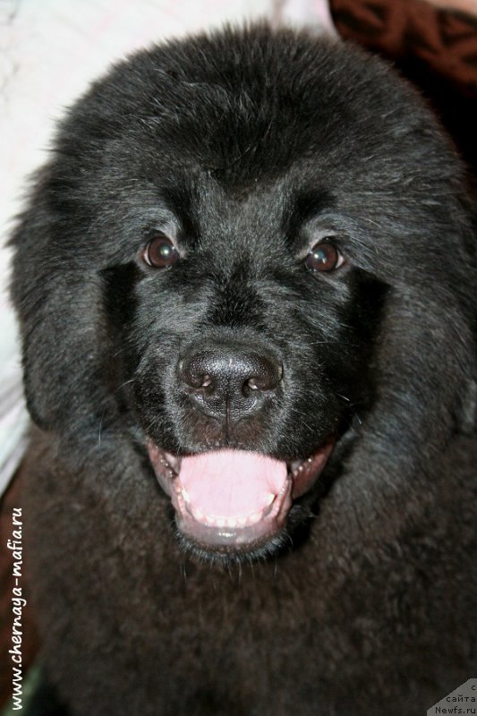 Фото: ньюфаундленд Черная Мафия Алл Ригхтс Ресервед (Chernaya Mafia Аll Rights Reserved)
