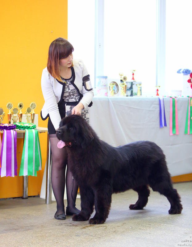 Фото: ньюфаундленд Даанич Восточная Ваниль (Daanich Vostochnaya Vanil), Жанна Шмелёва