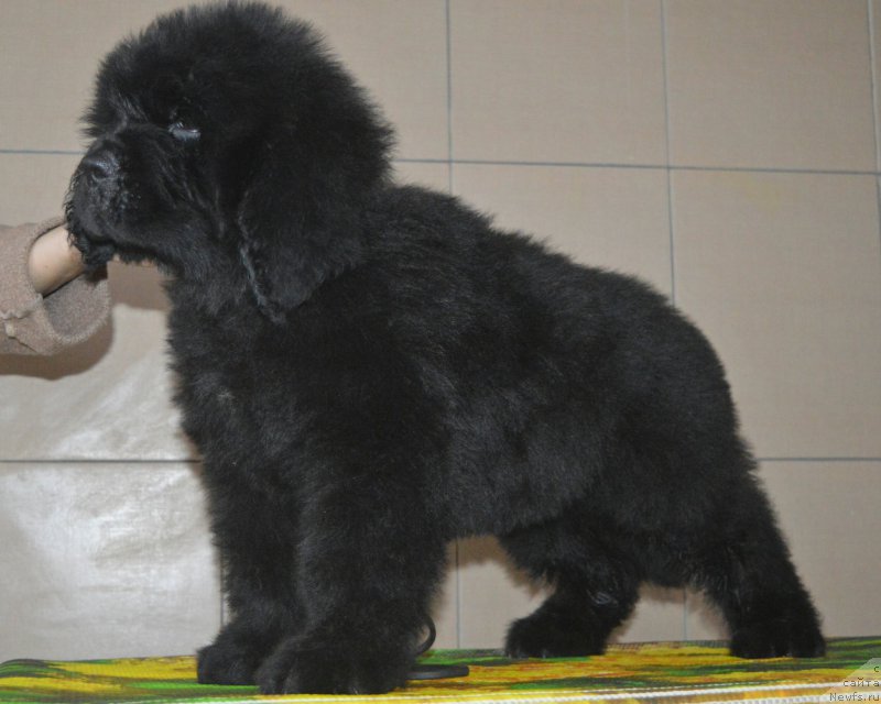 Фото: ньюфаундленд Олл Райт из Антаграда (All Right is Antagrada)