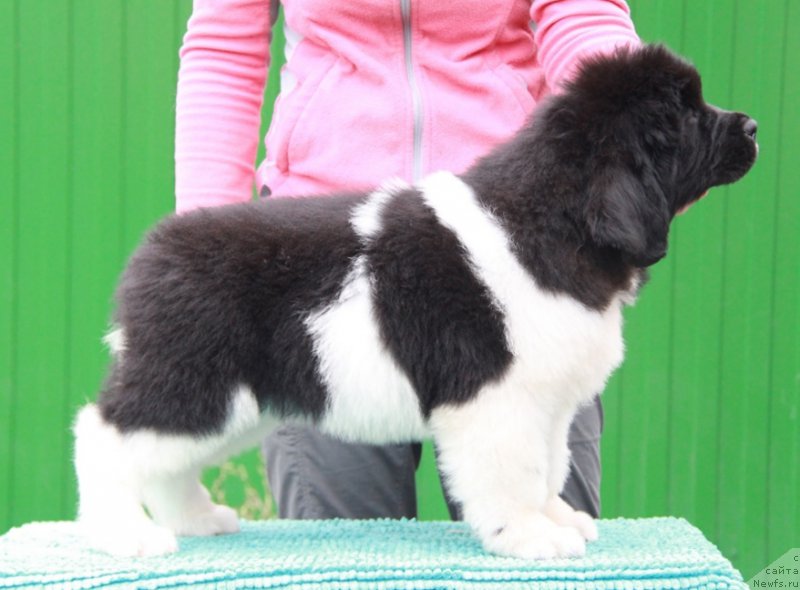 Фото: ньюфаундленд Аквиан Сонг Рой Солей