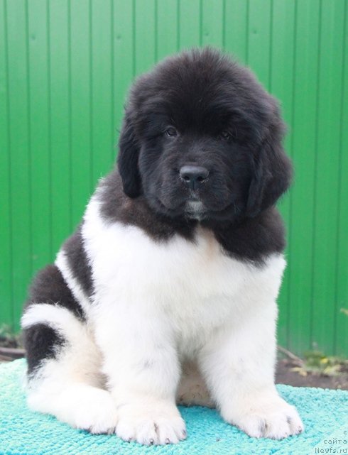 Фото: ньюфаундленд Аквиан Сонг Рой Солей