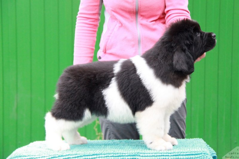 Фото: ньюфаундленд Аквиан Сонг Рой Солей