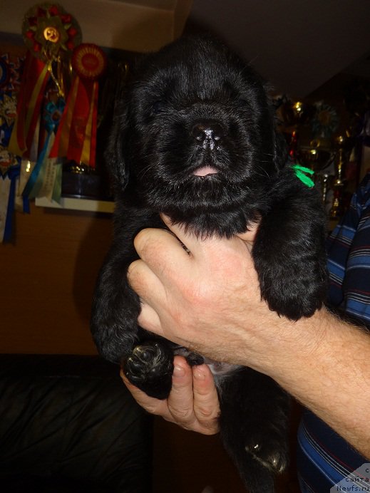 Фото: сын, ньюфаундленд Блэк Диамонд Агидель от Потапа Увертюра