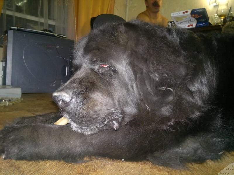 Фото: ньюфаундленд Великий Медведь Загадка