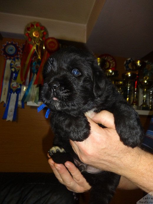 Фото: сын, ньюфаундленд Блэк Диамонд Агидель от Потапа Увертюра