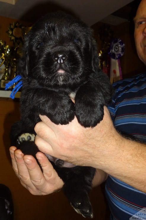 Фото: сын, ньюфаундленд Блэк Диамонд Агидель от Потапа Увертюра