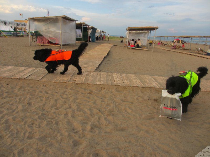 Фото: ньюфаундленд Женевьев Гарни Ледэн, ньюфаундленд Сент Джонс Улла для Кара Аюлар (Sent Djons Ulla for Kara Ayular)