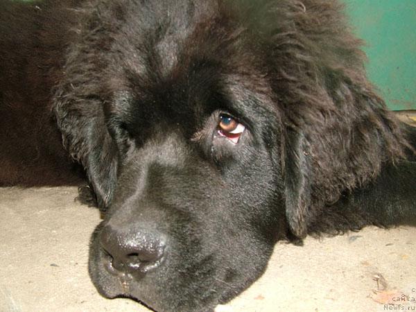Фото: ньюфаундленд Рэм Ахилеус Великий