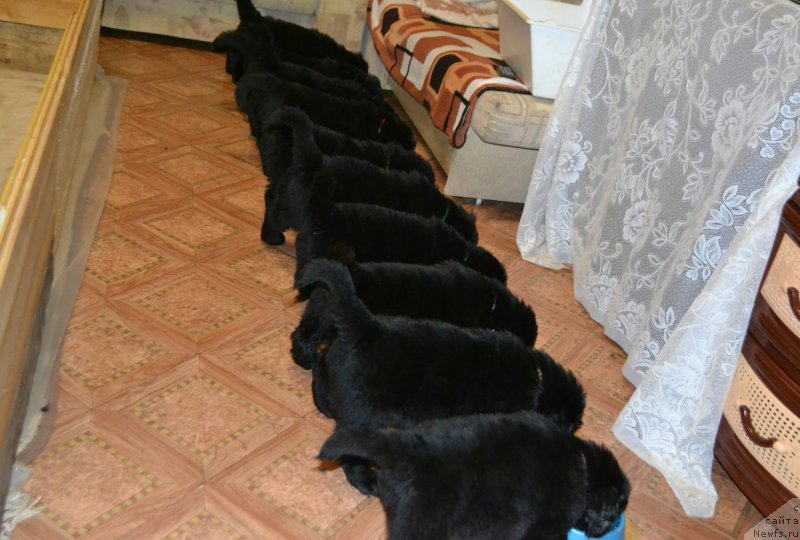 Фото: ньюфаундленд Акватория Келвин Шарлиз (Aquatoriya Kelvin Sharliz), ньюфаундленд Симбад Покоритель Морей