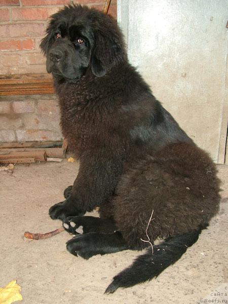 Фото: ньюфаундленд Рэнни Сиреневый Туман