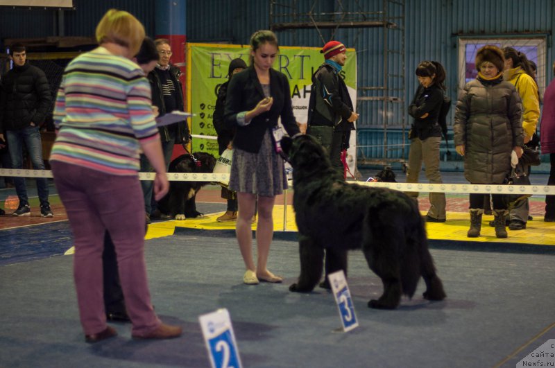 Фото: ньюфаундленд Би Перфект Герцог