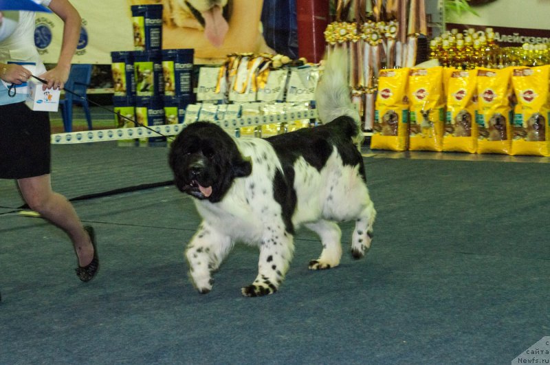 Фото: ньюфаундленд Флюфи Аваланч Цивилизация (Fluffy Avalanche Civilization)