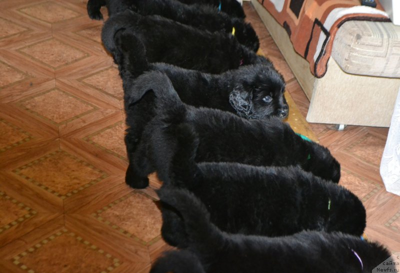 Фото: ньюфаундленд Акватория Келвин Шарлиз (Aquatoriya Kelvin Sharliz), ньюфаундленд Симбад Покоритель Морей