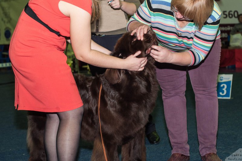 Фото: ньюфаундленд Волна Байкала для Аркаима