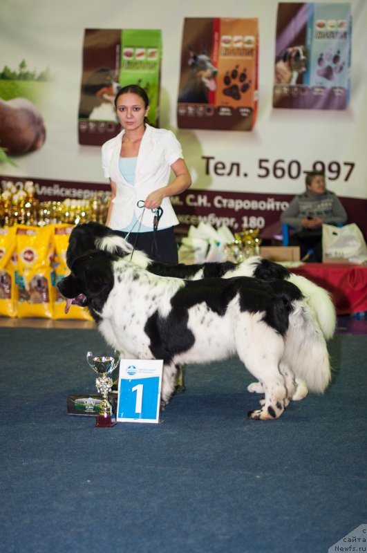 Фото: ньюфаундленд Флюфи Аваланч Сурпассинг Алл Експестатионс (Fluffy Avalanch Surpassing All Expektations), ньюфаундленд Флюфи Аваланч Цивилизация (Fluffy Avalanche Civilization)