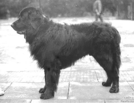 Фото: ньюфаундленд Юкон