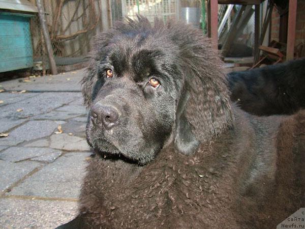 Фото: ньюфаундленд Рэнни Сиреневый Туман